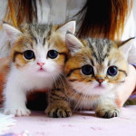 This lovely 🥰 kittens 🐱 are available tomorrow just inbox me right now for more information right away