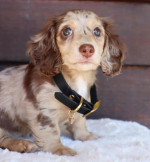 Adorable Dachshunds For Adoption
