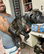 beautiful gray Cane Corso puppies