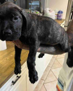 beautiful gray Cane Corso puppies