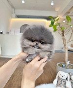Teacup Pomeranian puppies for rehoming