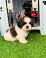 Shih tzu puppy for Adoption