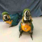 Beautiful macaws parrots