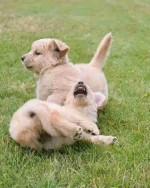 Golden retriever puppies