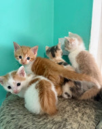 Kittens looking for their forever homes