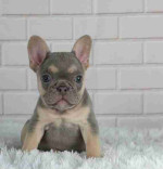 CUTE AND ADORABLE AKC REG FRENCH BULLDOG PUPPIES FOR SALE