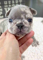 CUTE AND ADORABLE AKC REG FRENCH BULLDOG PUPPIES FOR SALE