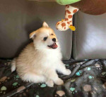 Beautiful Pomsky puppies available to loving homes