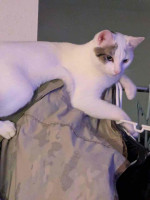 This adorable cat is up for sale