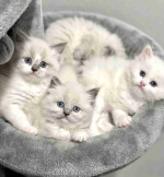 READY TO GO! Pure Ragdoll kittens ready to leave