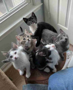 Kittens looking for their forever home
