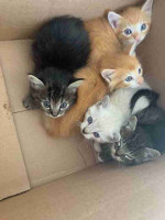 Kittens looking for their forever home