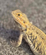 Bearded Dragon