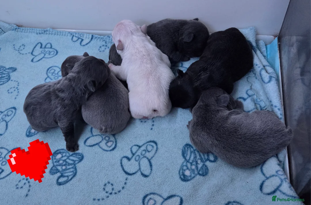 Beautiful French Bulldog Babies 6 months Health Guarantee