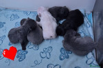 Beautiful French Bulldog Babies 6 months Health Guarantee
