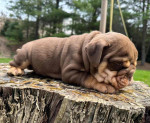 🏡🐾 Adorable English Bulldog puppies ready to join loving families! 💕 Vet-checked, healthy, and full of cuddles. Message me for more info! 🐶❤️