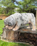 🏡🐾 Adorable English Bulldog puppies ready to join loving families! 💕 Vet-checked, healthy, and full of cuddles. Message me for more info! 🐶❤️