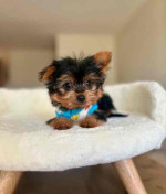 “Heaven-sent, paw-approved! 🐾 These lovely pups 🐶 are ready to bring joy 🏡 and love 💕 into your home 🏠. Don’t miss out on a perfect match! 🐾”