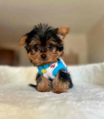 “Heaven-sent, paw-approved! 🐾 These lovely pups 🐶 are ready to bring joy 🏡 and love 💕 into your home 🏠. Don’t miss out on a perfect match! 🐾”