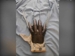 Freddy Krueger Glove