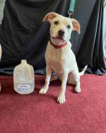 Labrador Retriever Mix