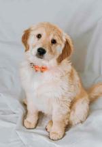 Few weeks old dogs available