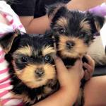 Yorkie on sale available puppy with 3 months