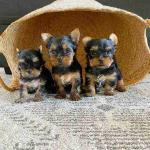 Yorkie male and female breed puppy at best selling price