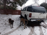 2000 Chevrolet Tahoe parked in snowy yard with two dogs nearby, showcasing its rust-free condition.